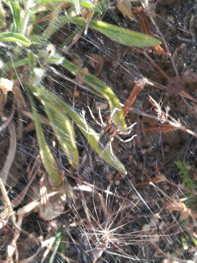 Agelena labyrinthica - prov. PA